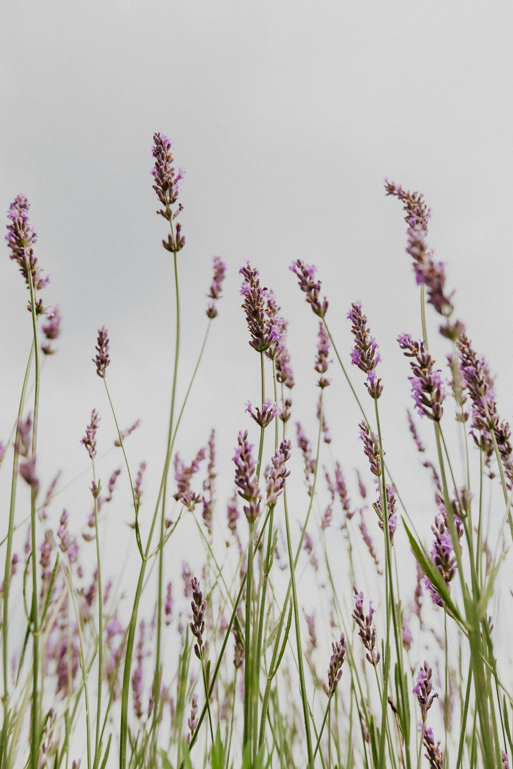 A lavender field